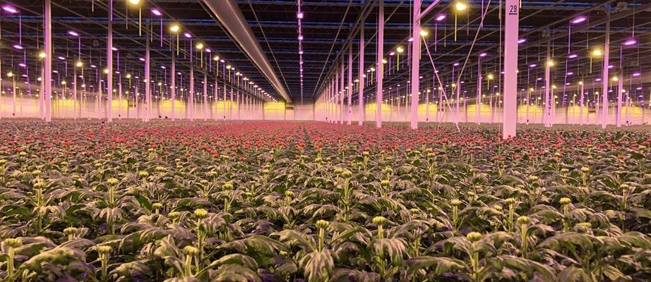 Hệ thống điều khiển ánh sáng Gakon Grow Lighting For Horticulture
