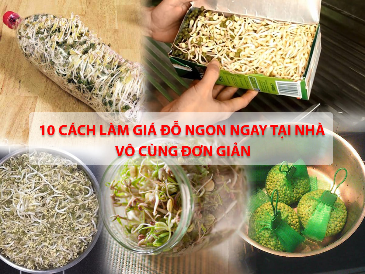 10 cách làm giá đỗ ngon ngay tại nhà vô cùng đơn giản