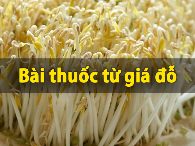 Bạn đã biết giá đỗ là một vị thuốc chưa?