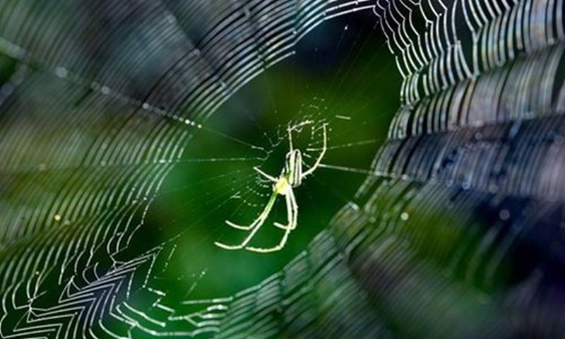 Chế tạo tơ nhện nhân tạo có độ bền cao