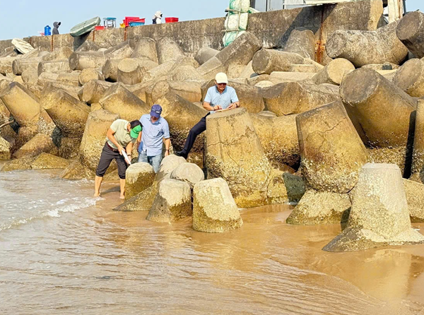 Tái chế xỉ thép Formosa thành cốt liệu bê tông: Giải pháp vật liệu bền vững cho công trình bảo vệ bờ biển Việt Nam