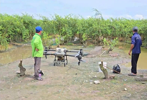 Ứng dụng IoT trong canh tác táo hồng tại Sóc Trăng: Hướng đi mới cho nông nghiệp thông minh