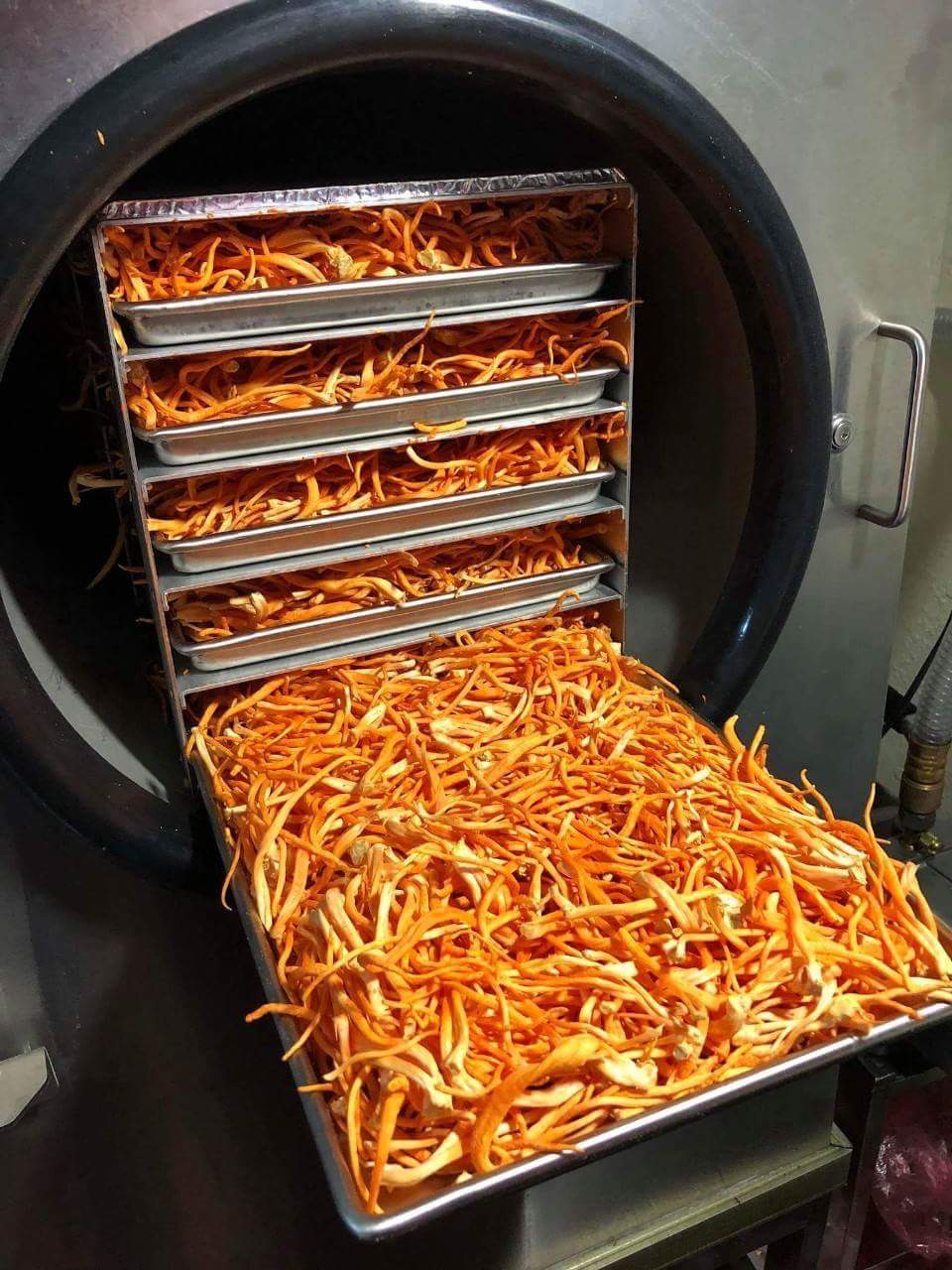 Máy sấy thăng hoa mini HR-3