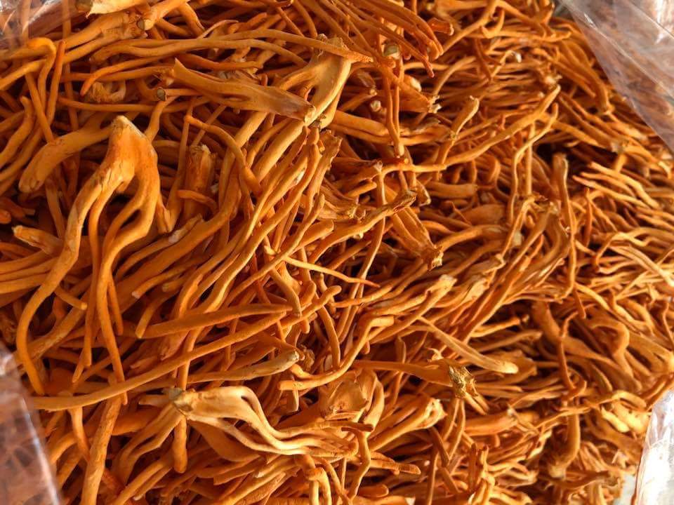 Máy sấy thăng hoa mini HR-3