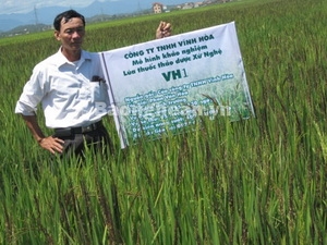 Nghiên cứu thành công giống lúa thảo dược