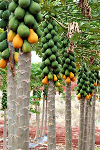 Bảo quản trái cây tươi lâu nhờ ozone