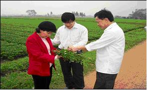 Chế phẩm AF phòng chống nấm mốc sinh độc tố và độc tố nấm aflatoxin trên ngô, lạc