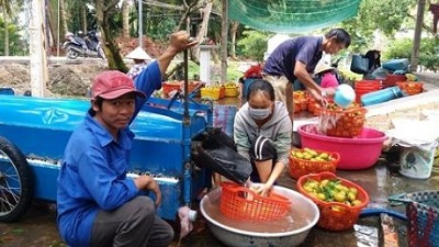 Chế tạo thành công máy rửa quả hồng xiêm