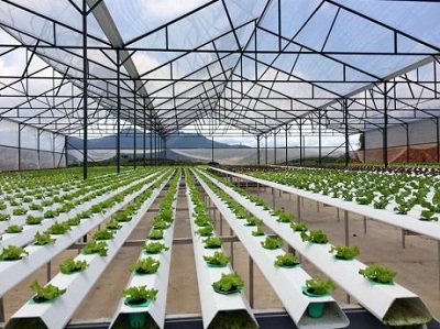Chính sách hỗ trợ các doanh nghiệp đầu tư vào nông nghiệp, nông thôn