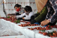 Công nghệ xử lý quả vải không xông SO2
