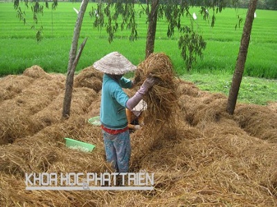 Công nghệ xử lý rơm rạ tại ruộng làm phân bón sinh học