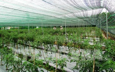 Danh mục công nghệ hạn chế và cấm chuyển giao trong lĩnh vực nông nghiệp