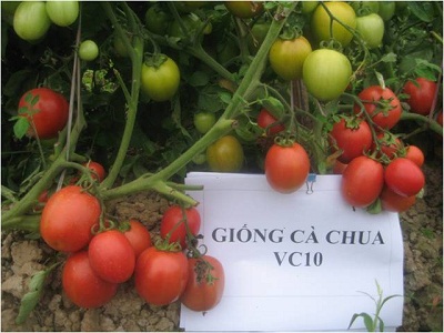 Giống cà chua VC10