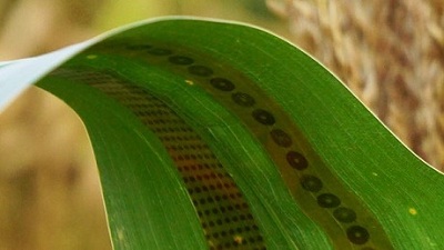 Graphene - Cảm biến nhận biết cây trồng thiếu nước
