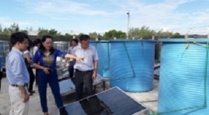 Hà Tĩnh chế biến nước mắm quy mô công nghiệp sử dụng năng lượng mặt trời