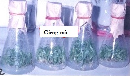 Phương pháp nuôi cấy mô nhân giống gừng QT1