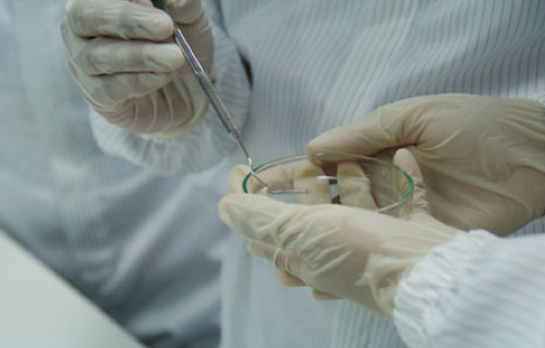 Stent mạch vành 