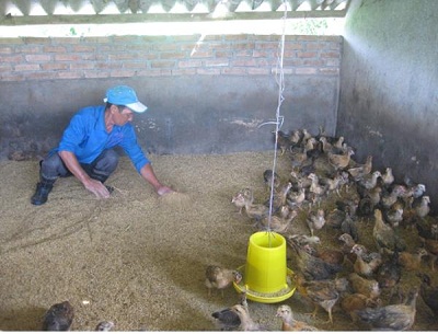 Ứng dụng nền đệm lót sinh học trong chăn nuôi