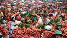Ứng dụng KH&CN; trong sản xuất và tiêu thụ vải thiều