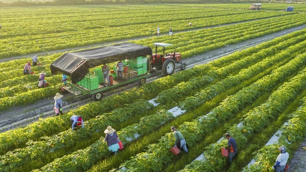 Úc - Việt Nam: Hợp tác trong phát triển chính sách nông nghiệp thông minh