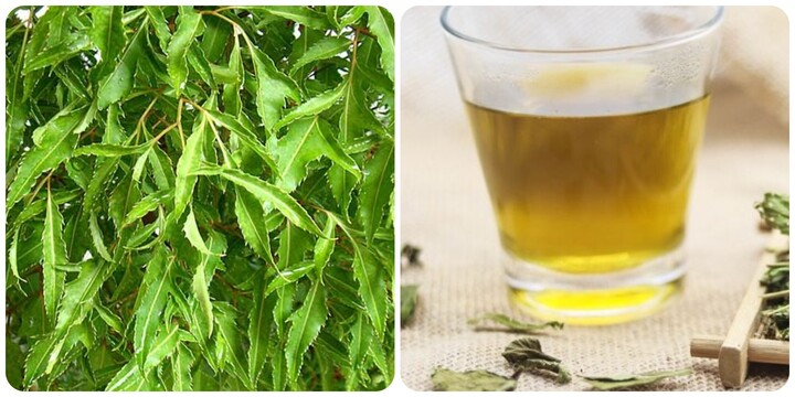 Hoàn thiện quy trình tạo trà hòa tan chứa cao chiết cây đinh lăng lá nhỏ
