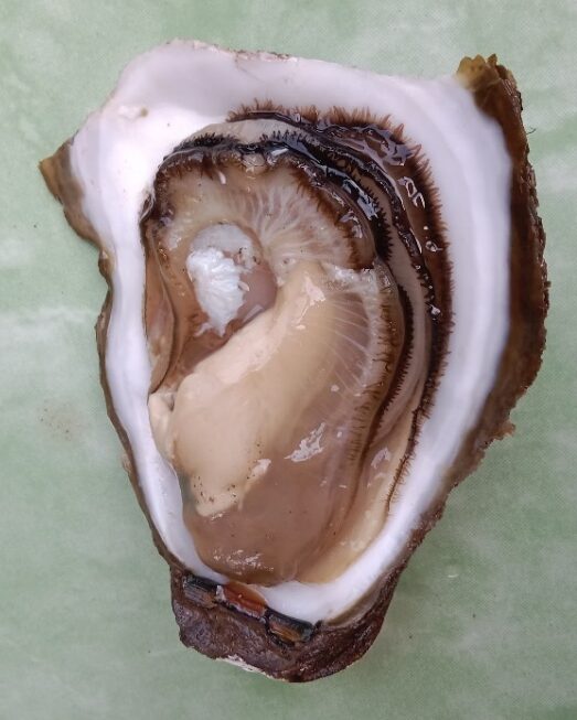 Công nghệ nuôi vỗ béo hàu trắng Magallana belcheri trong ao đất (THS044)