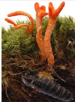 Hệ thống nuôi trồng nấm nhộng trùng thảo (Cordyceps militaris) tự động (Mã sản phẩm: TTR055)