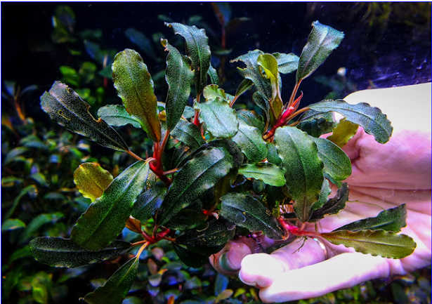 Quy trình nhân giống cây BUCEP (Bucephalandra motleyana) bằng phương pháp nuôi cấy mô (TTR063)