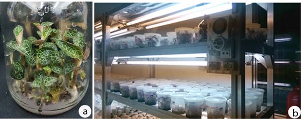 Quy trình sản xuất sinh khối cây lan gấm trên hệ thống BIOREACTOR (TTR066)