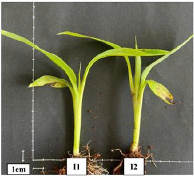 Quy trình nhân giống in vitro cây chuối (Musa acuminata) sử dụng môi trường nuôi cấy có bổ sung nano bạc (TTR068)