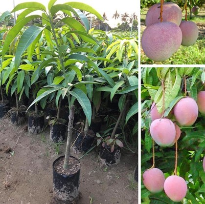 Giải pháp sản xuất cây ăn quả tối ưu năng suất và nâng cao chất lượng nông sản