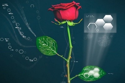 Đã có hoa hồng điện tử đầu tiên trên thế giới