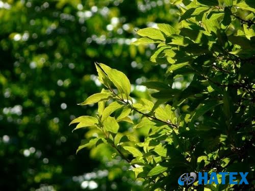 Đan Mạch: Đảo ngược quá trình quang hợp để tạo nhiên liệu giúp giảm ô nhiễm