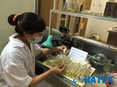 Hải Phòng: Ứng dụng công nghệ sinh học sản xuất chế phẩm nấm có ích trừ rầy nâu hại lúa và trừ sâu hại rau họ hoa thập tự