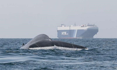 Hệ thống Whalewatch - Công cụ mới giúp tàu thủy tránh đâm vào cá voi xanh