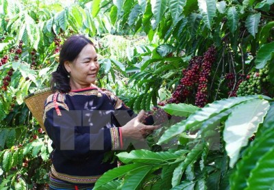 Sáng chế máy chưng cất rượu cần hương vị cà phê
