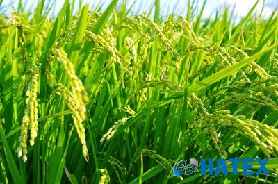 Mỹ: Sử dụng ánh sáng mặt trời để sản xuất phân bón