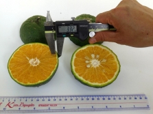 Nghiên cứu thành công giống cam sành không hạt LĐ 6 theo hướng VietGAP tại các tỉnh vùng đồng bằng sông Cửu Long