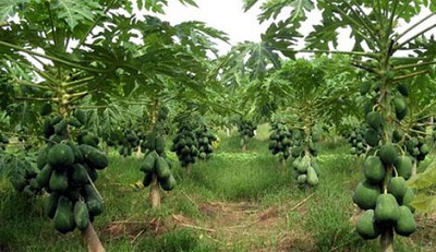 Phương pháp trồng nghiêng cây đu đủ cho năng suất cao