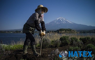 Robot Mecha Farmhands - Giải pháp cho bài toán lương thực tại Nhật Bản