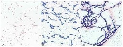 Sản xuất thành công thuốc nhuộm an toàn từ vi khuẩn E. coli