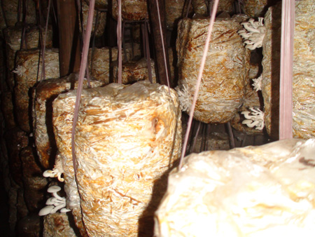 Sử dụng phế phụ phẩm nông nghiệp để sản xuất nấm ăn và phân mùn hữu cơ