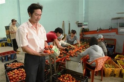 Việt Nam: Chế tạo thành công máy rửa và phân loại cà chua