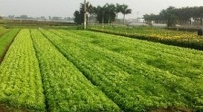 Tiêu chí công nhận vùng nông nghiệp ứng dụng công nghệ cao