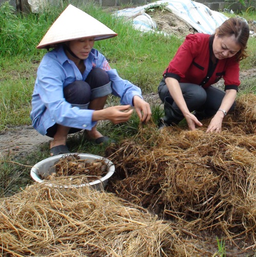 Người dân tiến hành thu hoạch nấm rơm trồng từ giá thể sử dụng chế phẩm sinh học